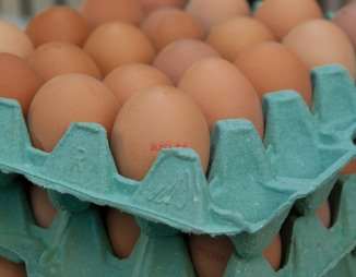 הצעות חוק לביטול כלובים בתעשיית הביצים